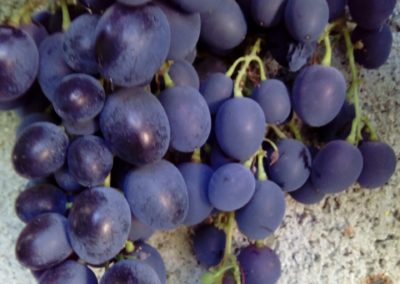 Prodaja kalemova Moldava